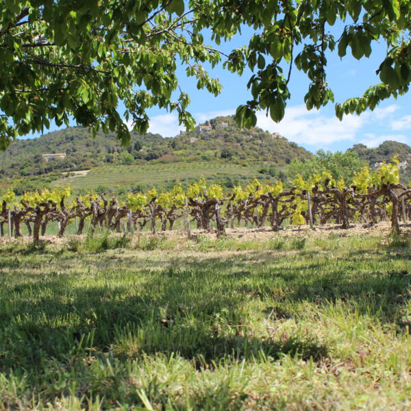 Fietsroute Frankrijk - Saint Trinit 1 - Pittig rondje door de Drôme [125 km]